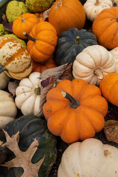 Mixed miniature pumpkins and gourds