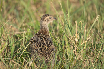 bird, wild lebende tiere, fasan, natur, feather, weiß, moorhuhn