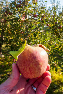 Holding up a fresh, ripe apple from the orchard trees
