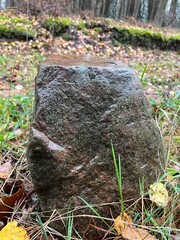 Kamień w lesie