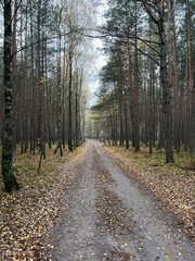 Leśna droga pośród drzew © Magdalena
