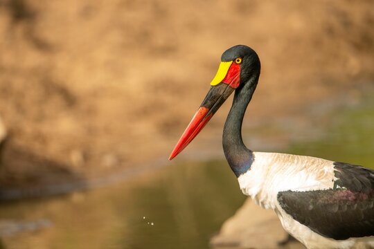 Closeup shot of a Saddle-billed jabiru bird near the pond in the Kruger National