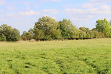 tree in autumn in vibrant colours