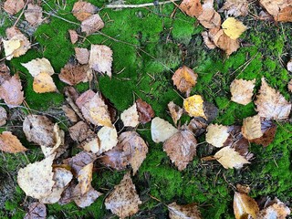 opadłe liście brzozy na zielonym mchu, widok z góry - obrazy, fototapety, plakaty