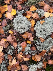 Jesienne tło, opadłe liście brzozy, porosty, widok z góry © Magdalena