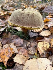 Jadalny grzyb wśród opadłych liści © Magdalena
