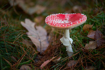 Czerwony muchomor w białe kropki.  © Tomasz