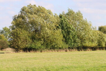 tree in autumn in vibrant colours