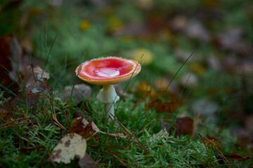 Czerwony muchomor w białe kropki. W zagłębieniu kapelusza jeziorko z deszczówki. © Tomasz