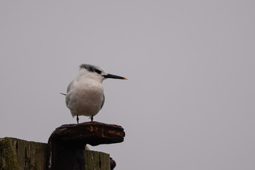 A sandwich tern (Thalasseus sandvicensis) in winter plumage on a rusty pole
