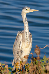 close-up gray heron in the lake