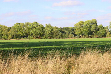 landscape picture with trees and grass