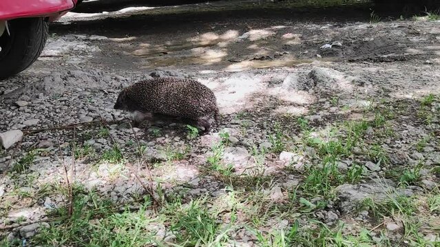 The hedgehog goes under the car. Hedgehog in the city and urban environment