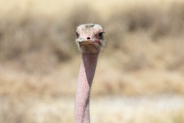 Close up of a wild ostrich roosters head and neck.