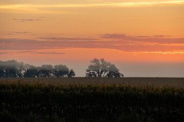 dramatic foggy sunrise landscape of  trees and field of corn