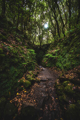 Mystic tunnel on adventurous jungle path along water canal. Levada of Caldeirão Verde, Madeira Island, Portugal, Europe.