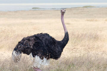 A majestic ostrich stands alone in Ngorongoro crater.