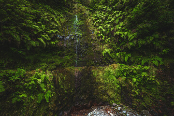 Amazing living green wall with beautiful waterfall at the jungle trail along the canal. Levada of Caldeirão Verde, Madeira Island, Portugal, Europe.