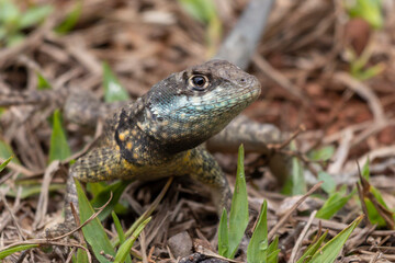 A Lizard typical of the Brazilian savannah also know as Calango or Largatixa. Species Tropiduros oreadicus. Animal world. Nature.