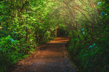View through the mystical tunnel path in the beautiful forest. Levada of Caldeirão Verde, Madeira...