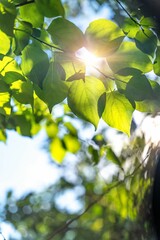 Sun's rays penetrate through the green leaves, vertical