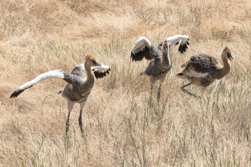 Grey crowned crane chicks walking along the dry Savannah grass in the Serengeti.