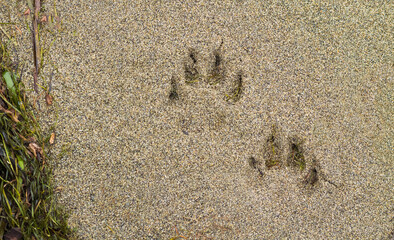 Dog paw print in beach sand. Close up of dog footprint on a sand