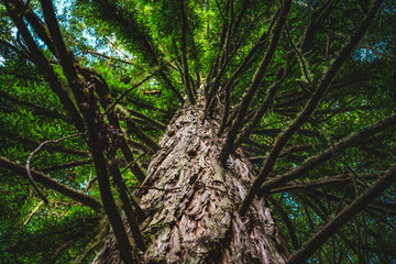 View from below on branches and rough bark of a beautiful large jungle tree. Levada of Caldeirão Verde, Madeira Island, Portugal, Europe.