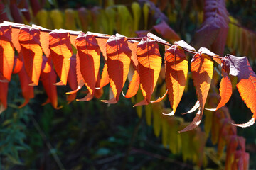 Backlit Sumac Leaves