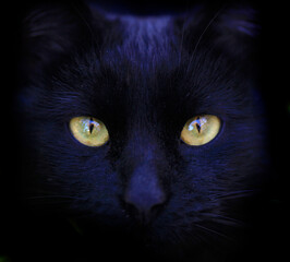 Portrait of cute black wild cat