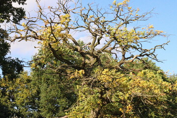 tree in autumn in vibrant colours