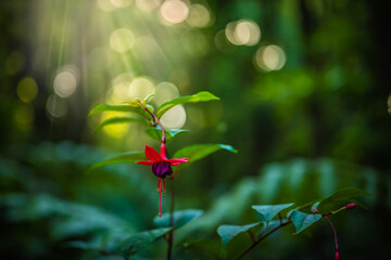 Beautiful flowers in forest with warm light atmosphere in the evening. Levada of Caldeirão Verde,...
