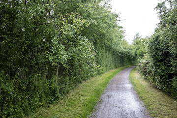 Road for hiking and cycling is wet after rain, passes through the forest.