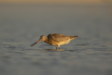 Bar-tailed Godwit fishing in water