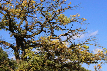 tree in autumn in vibrant colours