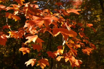 A small branch of the maple tree red orange leaves softly lit by evening sun. Truly magical genuine New England fall season colors.  Idyllic & fairy autumn foliage in the park; Stamford, Connecticut.