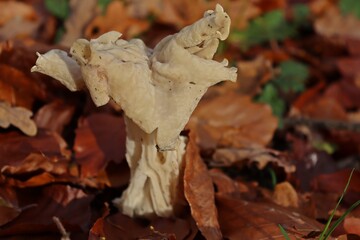 Herbst-Lorchel (Helvella crispa).