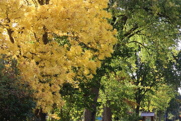 tree in autumn in vibrant colours