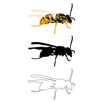 Vector illustration in three styles outline, silhouette, flat design, on the theme of the wasp insect.
