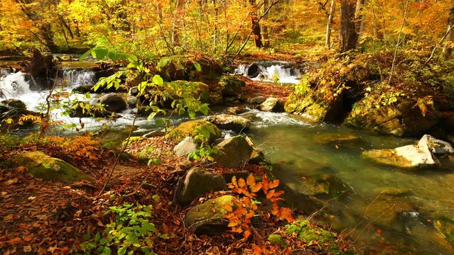【秋】紅葉した青森県の奥入瀬渓流　旅行
