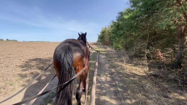 Horse pulls wooden farm cart along straight dirt road under clear blue sky. Back view of brown horse drawing wagon along plowed field and pine forest