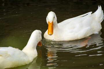 White ducks swimming in the lake