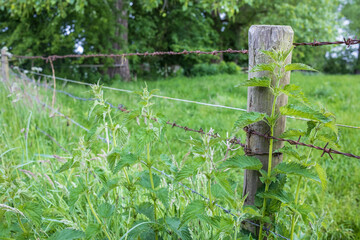 Old fence made of rusty barbed wire and wooden logs, overgrown with grass.