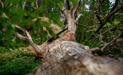 fallen tree with green leaves