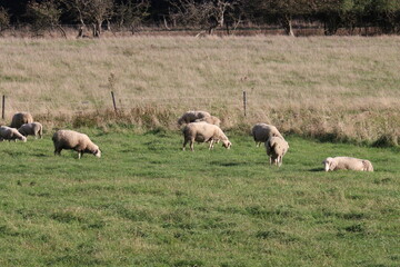 sheep in a field in autumn grazing