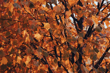 Golden autumn. Autumn nature. Yellow leaves. Orange foliage. Sun rays. Picturesque landscape. The rustle of leaves on the trees. Warm picture.