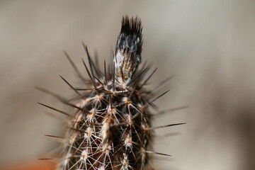 kaktus Setiechinopsis mirabilis