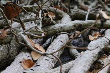 roots from a tangled tree in autumn