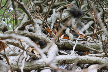 roots from a tangled tree in autumn
