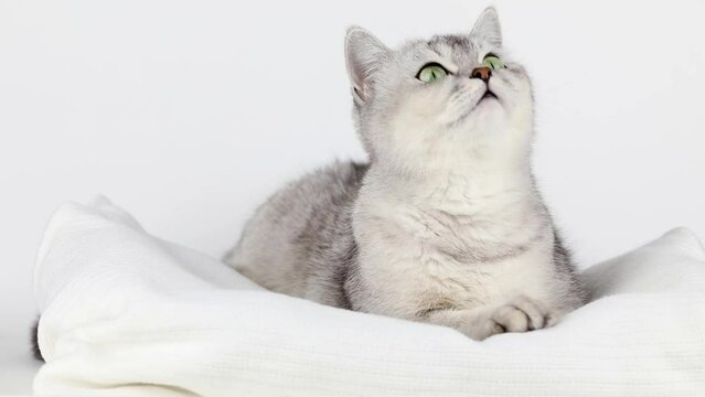 a gray cat with green eyes lies on a light background meows